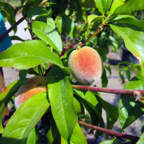 Desert Gold Peach - Prunus persica Desert Gold