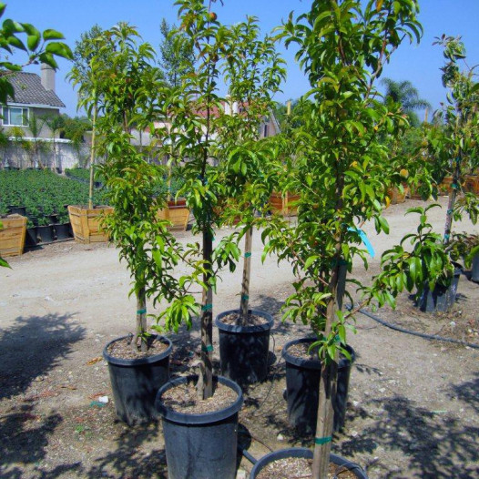 Desert Gold Peach  - Prunus persica Desert Gold