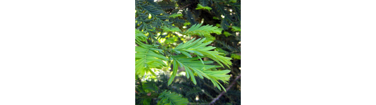 Large Shade Trees