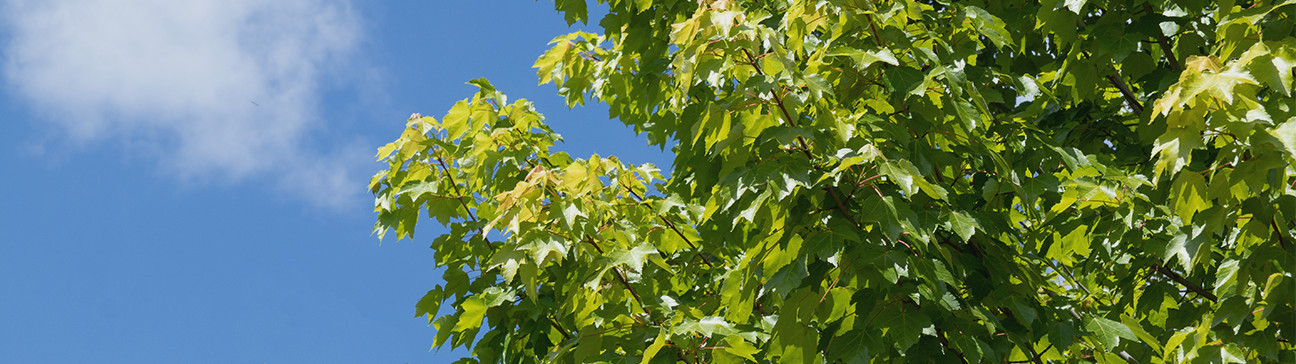 Shade Trees