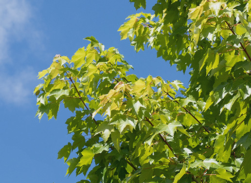 Shade Trees