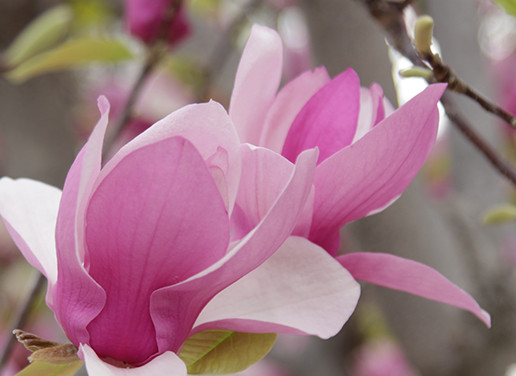 Accent & flowering trees