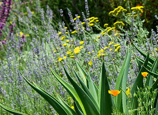 Drought Tolerant