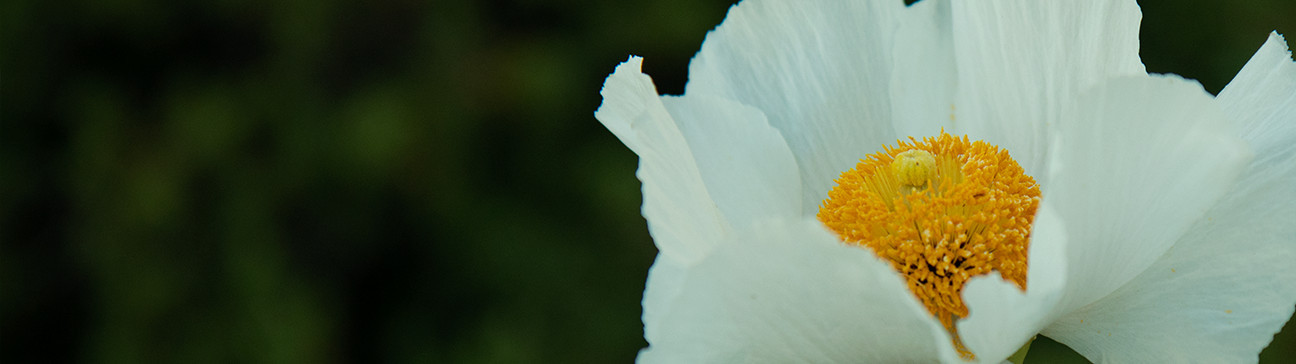 California Native Garden