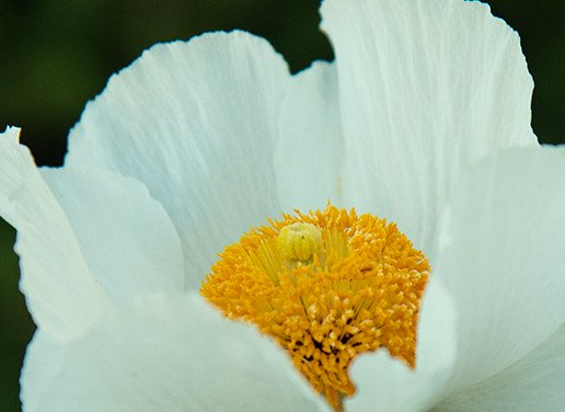 California Native Garden