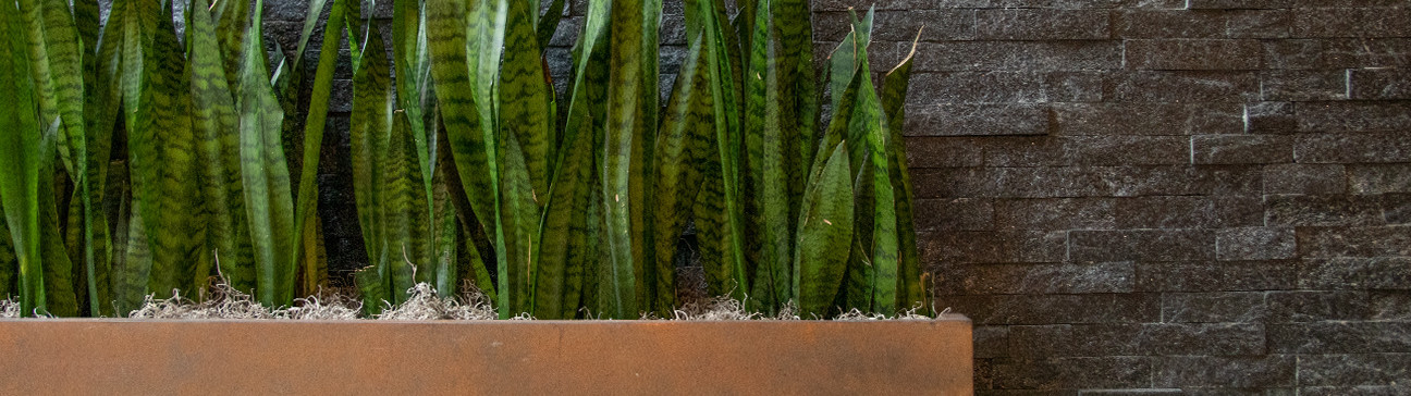 Indoor Plants