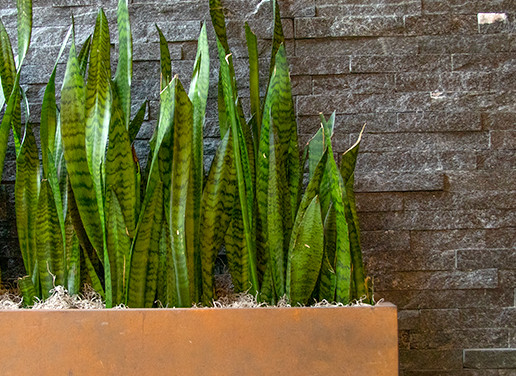 Indoor Plants