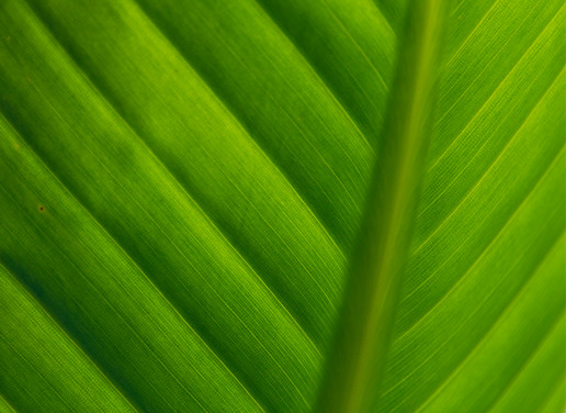 Tropical Garden