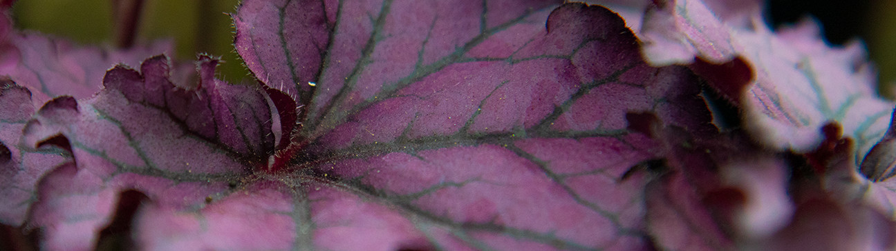 Shade Plants