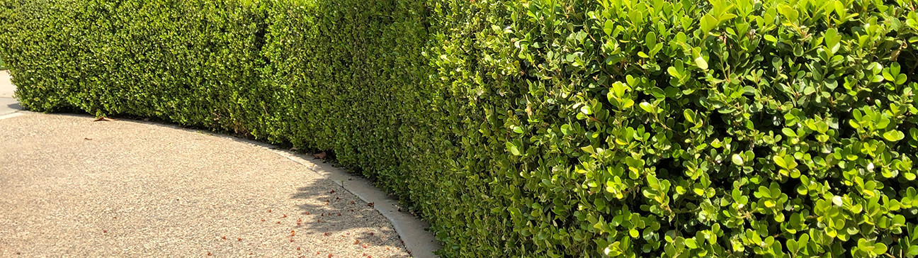 Hedge Plants