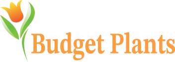 Budget Plants Logo