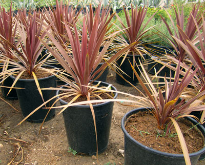 Red Grass Palm – Plant Spotlight – Let's Talk Plants